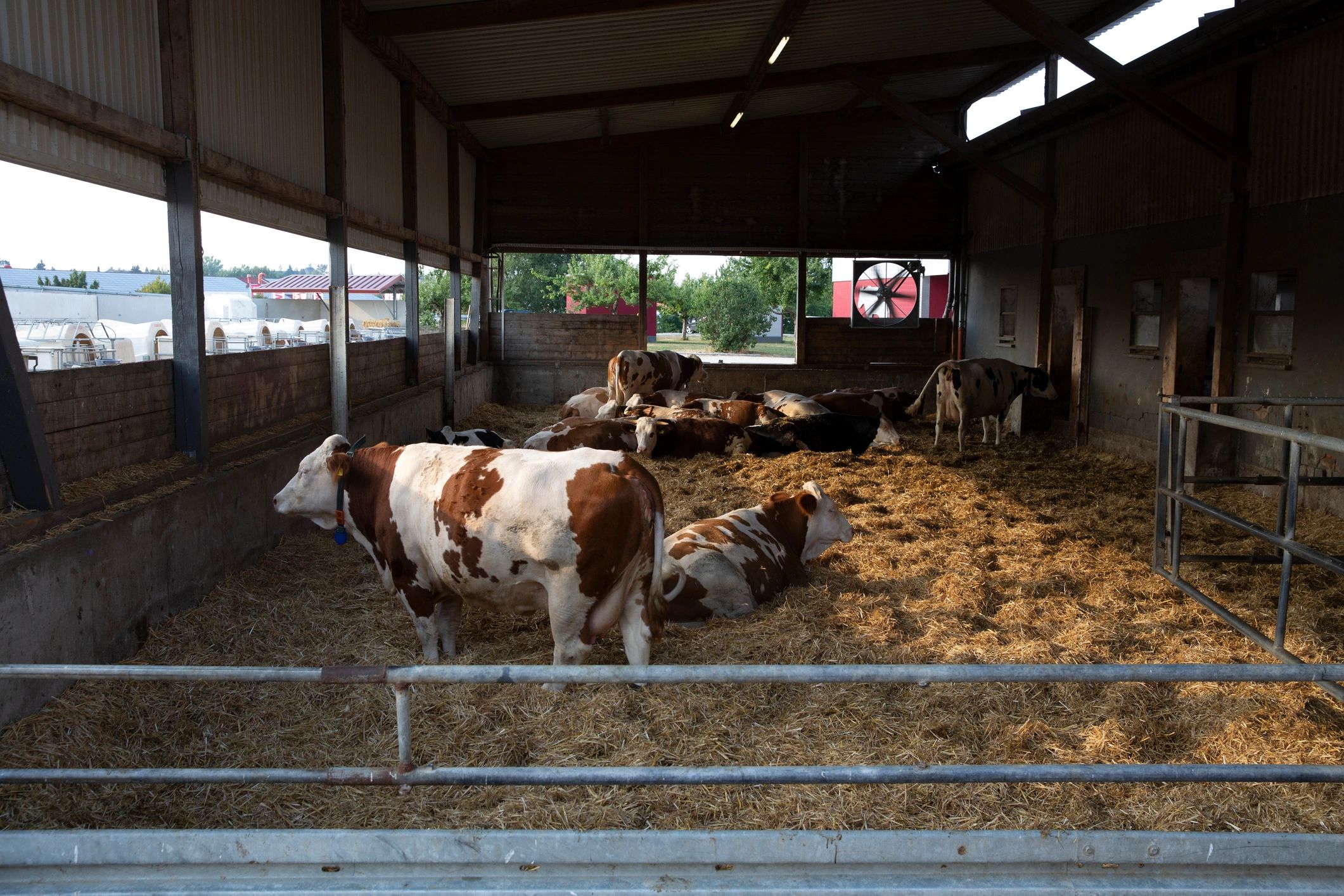 Livestock resting on hay inside a barn