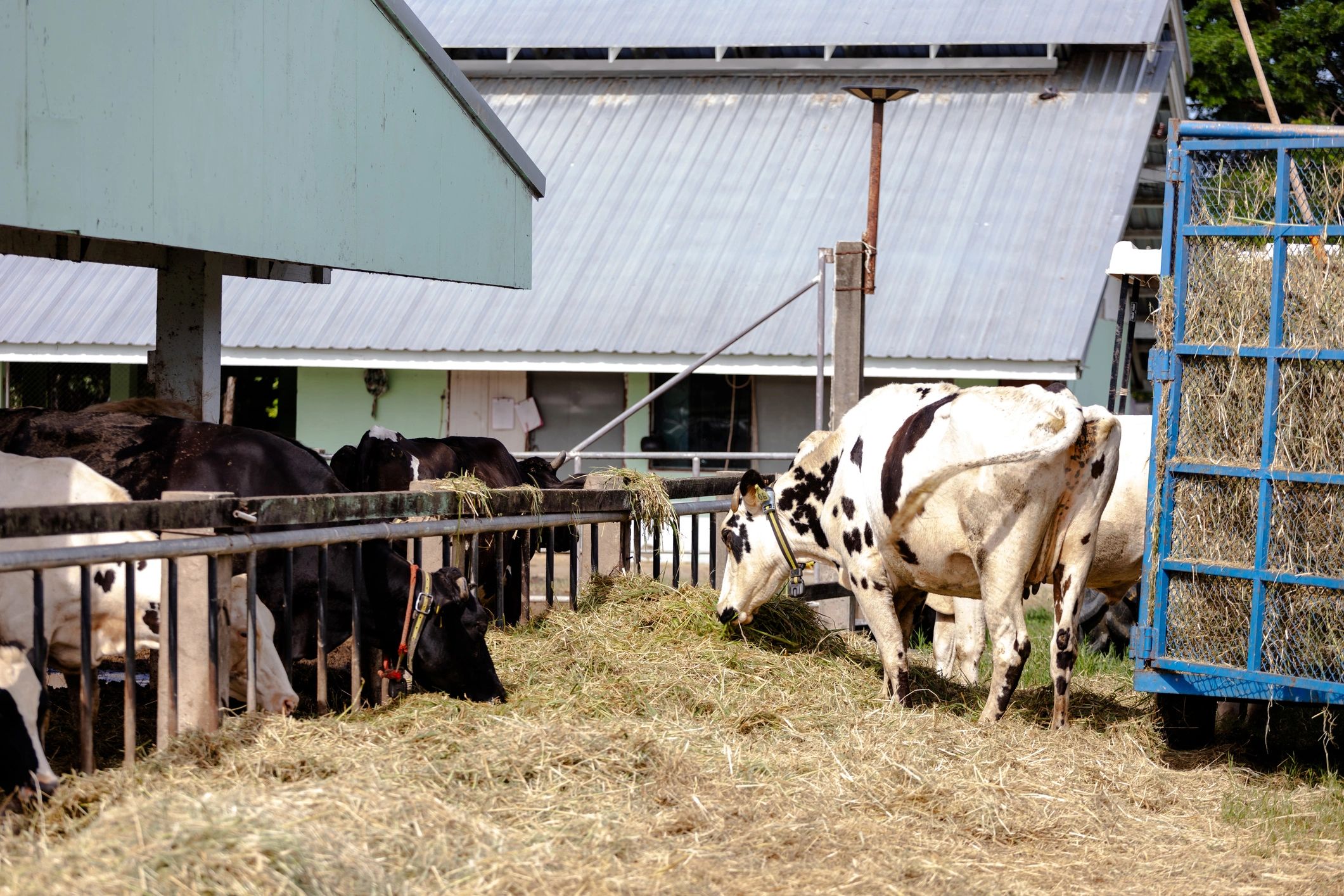 dairy cows feeding on hay inside a barn or cattle shed. The cows are seen through with . The highlights the daily life on a farm and the feeding process for livestock.