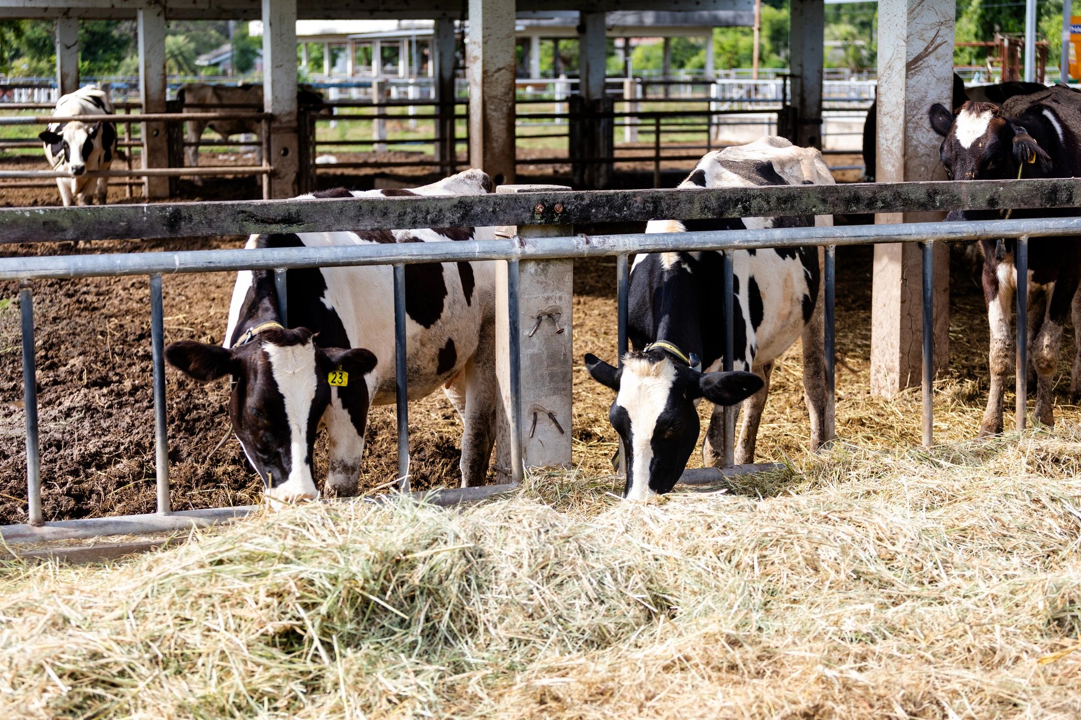 Cattle feeding inside a barn